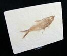 Diplomystus Fossil Fish On Large Slab #8778-1